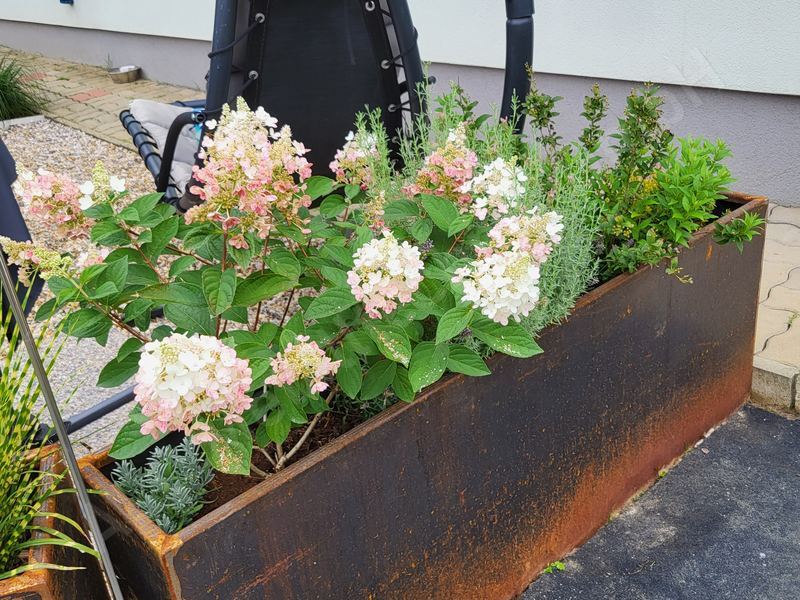 Hochbeet aus Cortenstahl im Garten