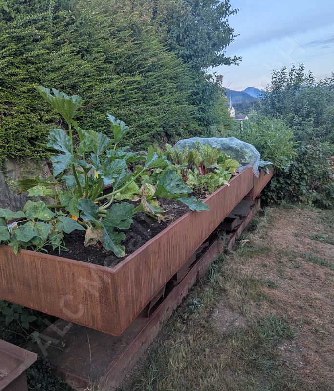 Langes Gem&uuml;se-Hochbeet aus Cortenstahl mit Zucchini und Mangold vor Hecke und Bergpanorama
